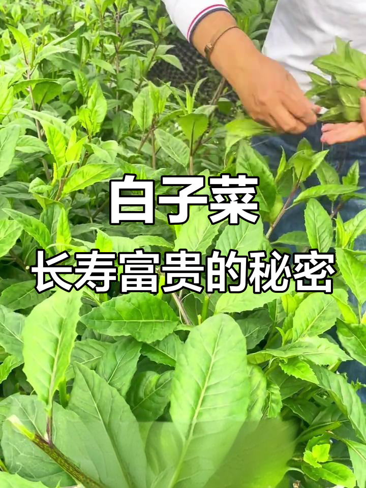 长寿菜、富贵菜的秘密，白子菜带你解锁健康与营养