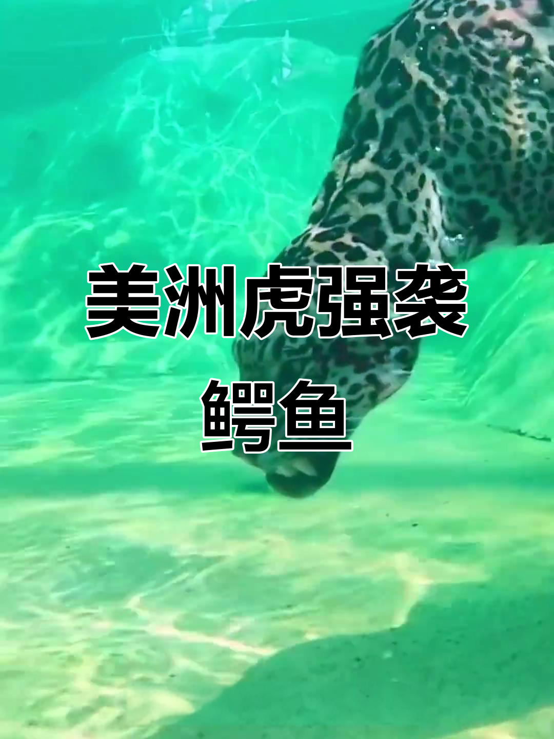 美洲豹捕猎鳄鱼，速度与力量惊人！