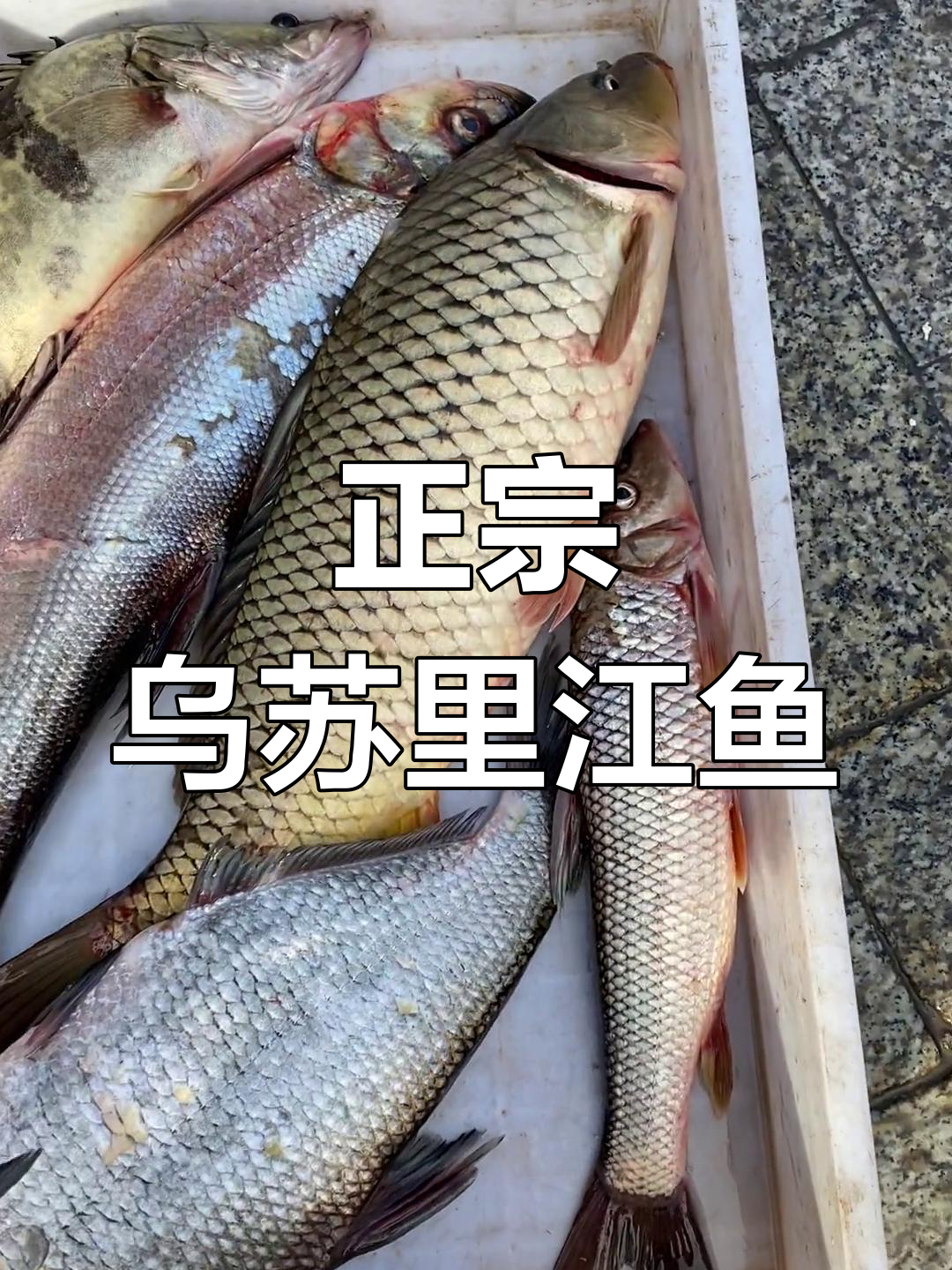 乌苏里江野生鱼种类介绍
