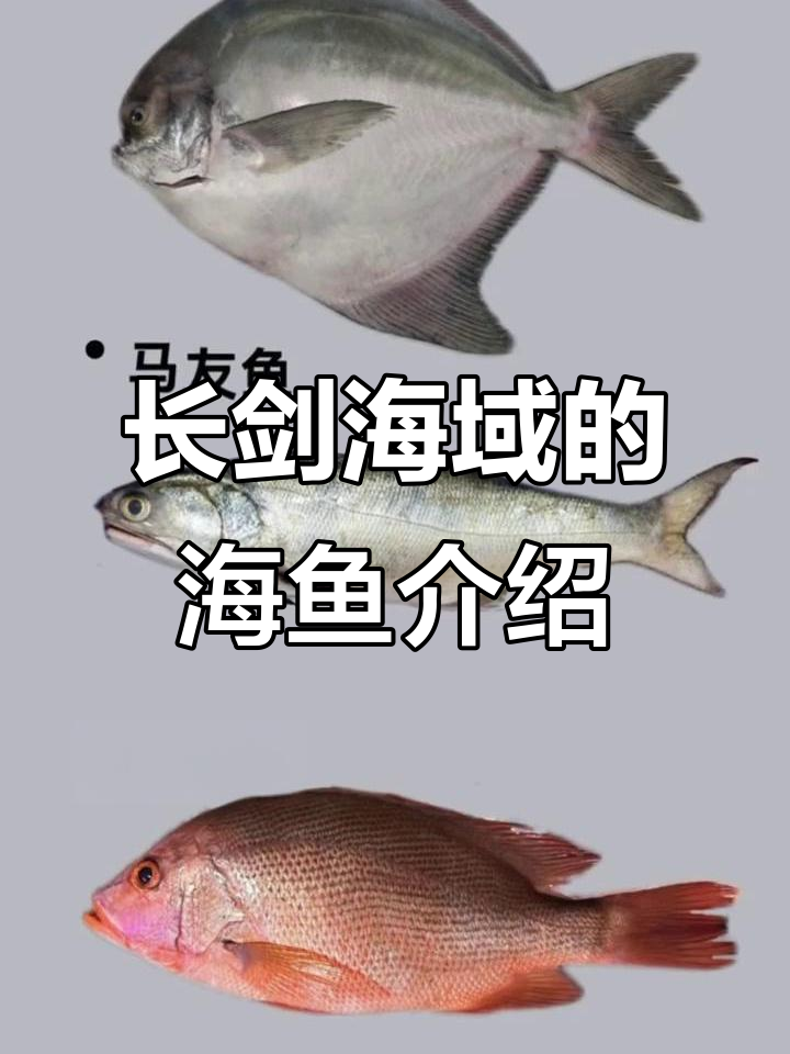 带你了解长剑海域常见海鱼，认识这些海鲜品种