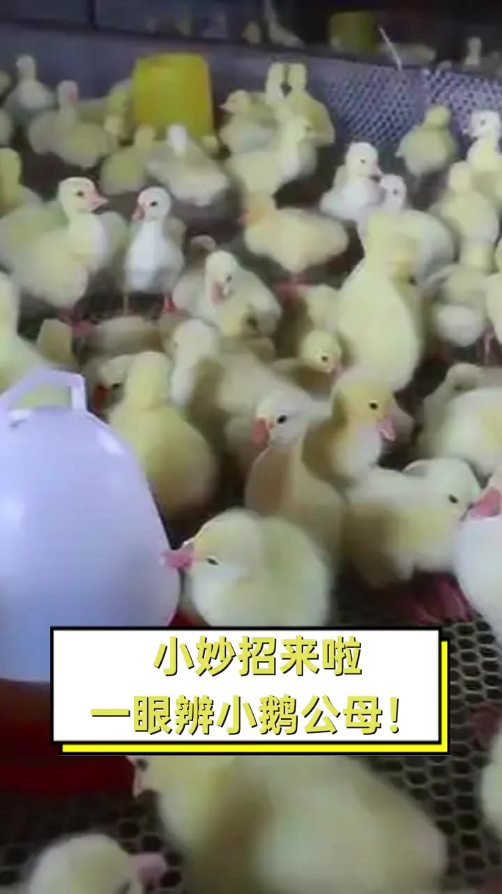 小妙招来啦,一眼辨小鹅公母!