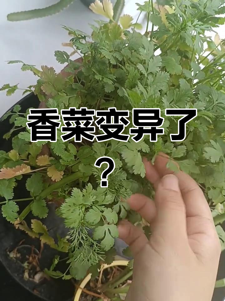 香菜叶子突然变样,像胡萝卜叶一样,正常吗?