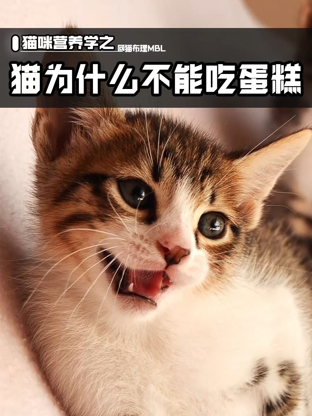 猫咪为什么不能吃蛋糕?