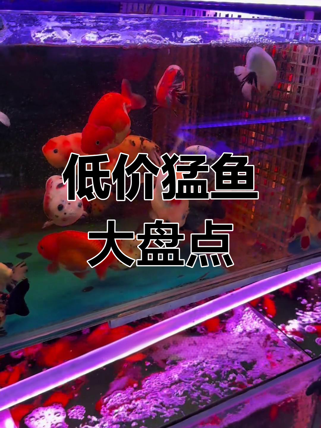 广西花鸟市场低价猛鱼大揭秘,福务、雷龙等超值品种一览