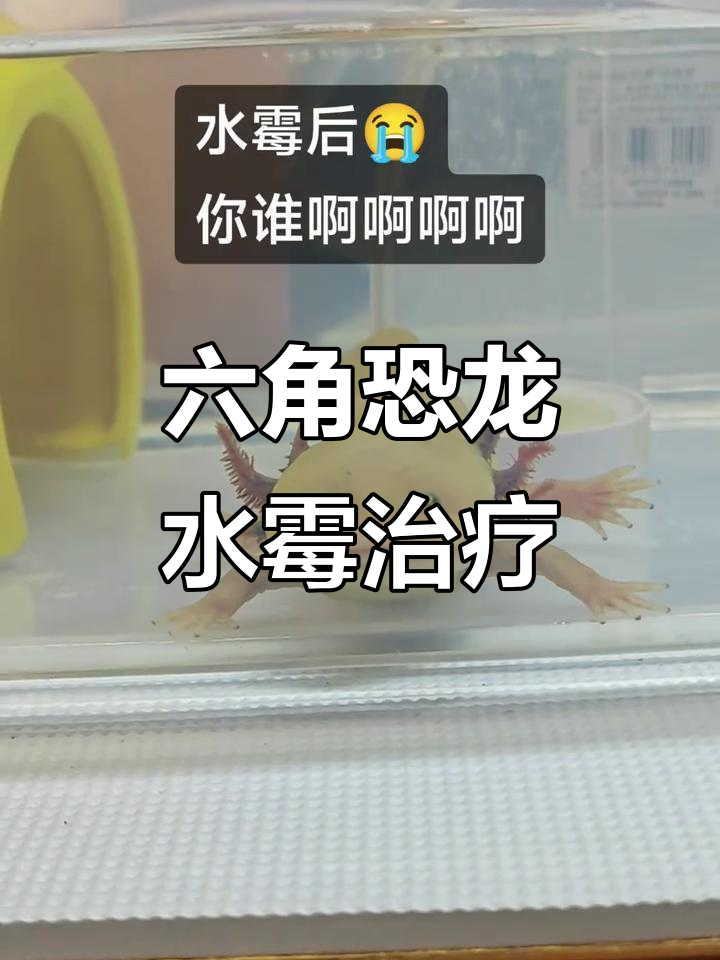 六角恐龙鱼水霉病防治全攻略，轻松解决真菌问题