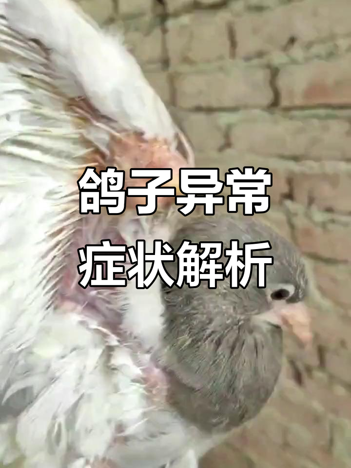 鸽子翅膀肿胀,黄色脓性分泌物不断流出?这究竟是什么病!