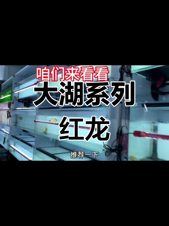 赛级大湖红龙,优雅永不过时