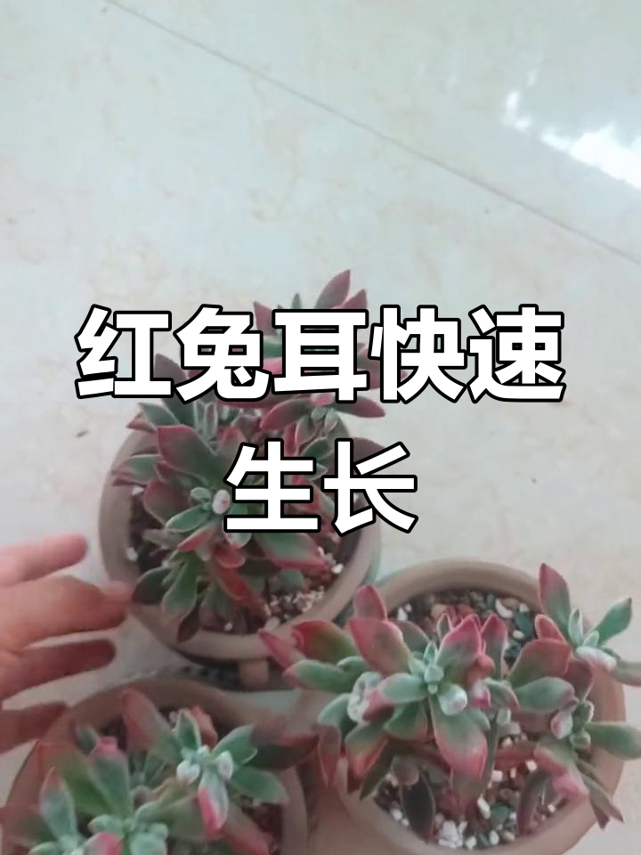 5月种的红兔耳迅速生根,夏季前打好基础,轻松过夏!