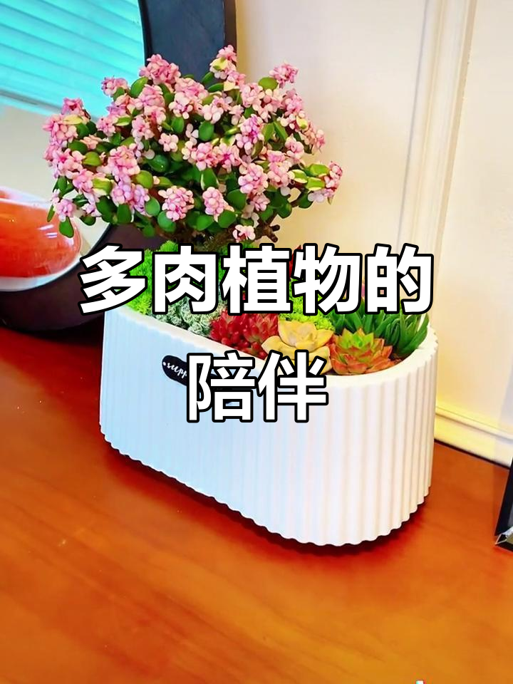 梦幻花园多肉植物,见证你的成长与变化