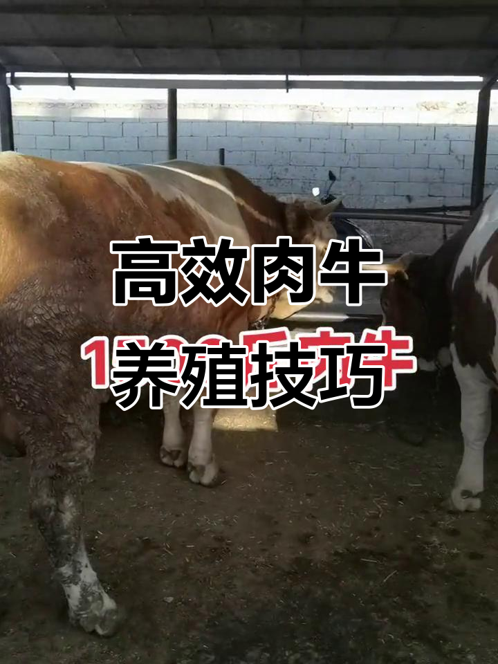 美国肉牛养殖揭秘：如何提高效益与质量