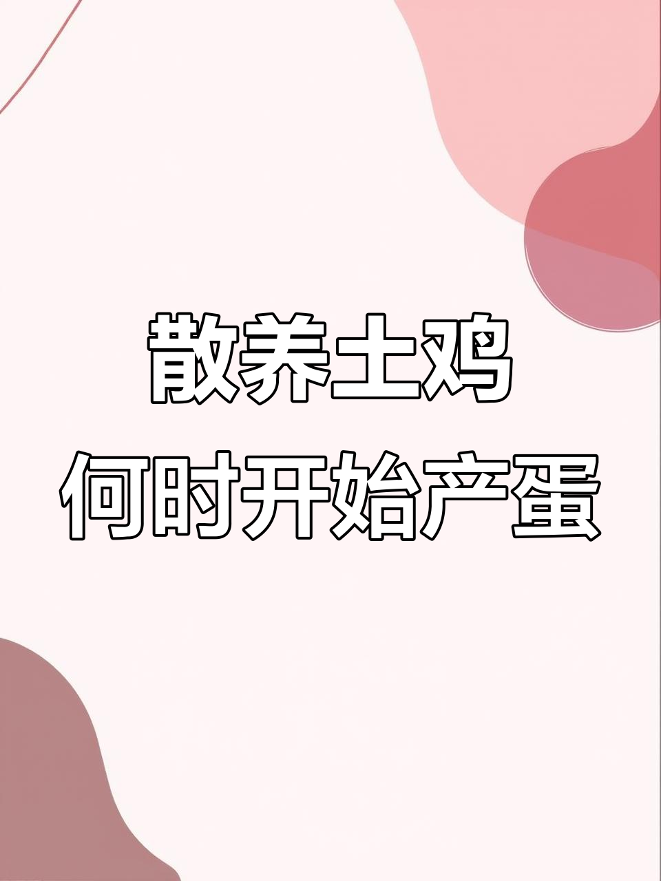 散养土鸡多久能下蛋?光照、温度和饲料都能影响产蛋时间