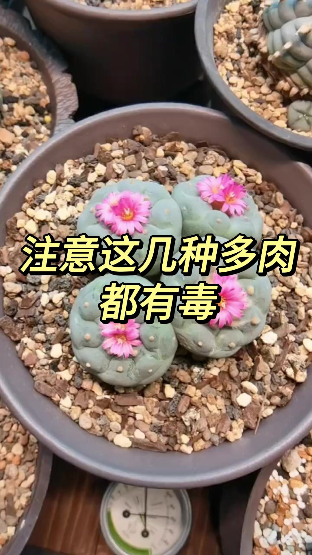 养了这么久的多肉,你知道哪些多肉有毒吗?