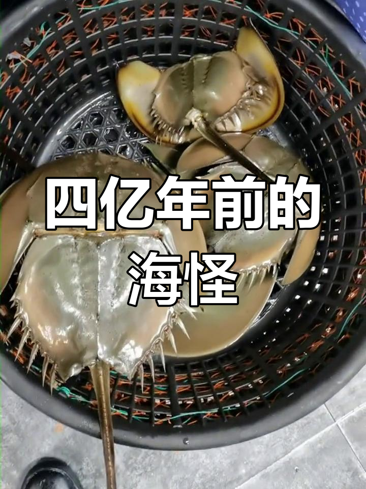 深海鳌鱼:四亿年前的神秘生物