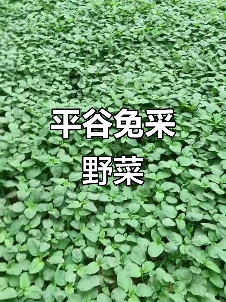 春天野菜大丰收,平谷免费采摘无毒有机美味