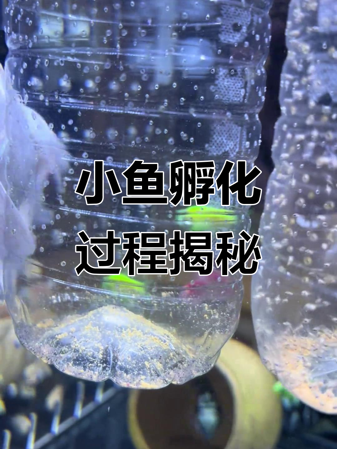 迷你鹦鹉鱼孵化全过程,从鱼籽到小鱼的奇妙转变