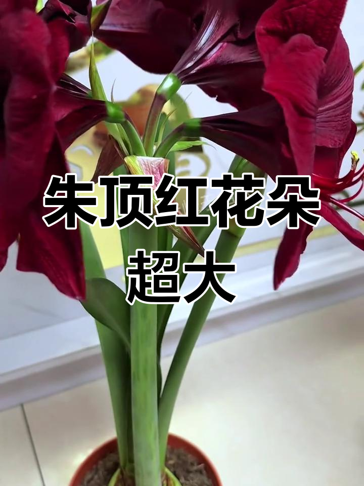 黑天鹅朱顶红:花朵大而黑,层次丰富,养护技巧全揭秘