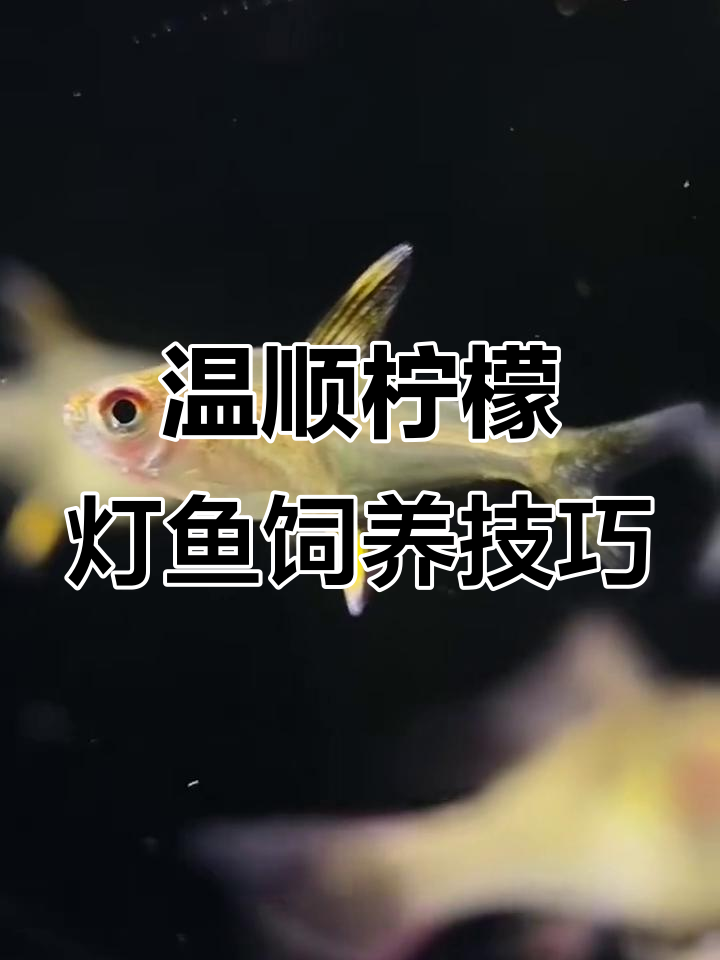 热带柠檬灯鱼：温和易养，水质管理关键
