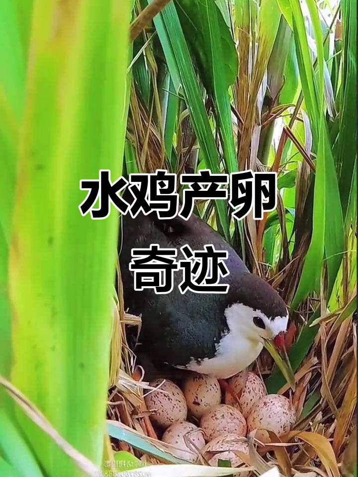 白面水鸡一窝能孵出十颗蛋,真是惊人!