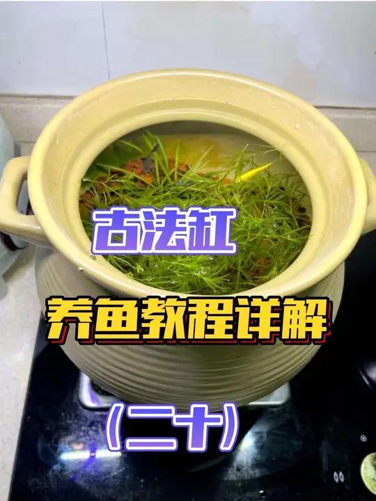 养鱼心法「第二十节」古法缸不用过滤不打氧不换还不死鱼是怎么做到的?新手养鱼 古法缸 古法缸
