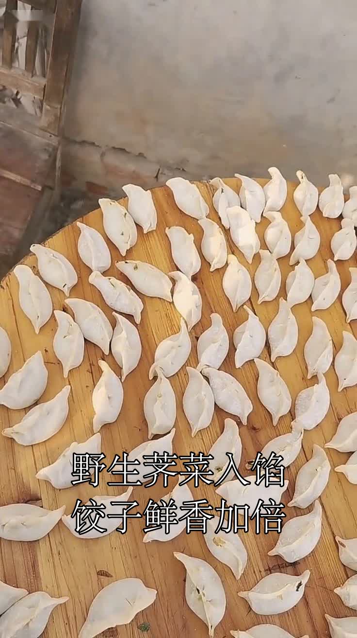 野生荠菜入馅饺子鲜香加倍