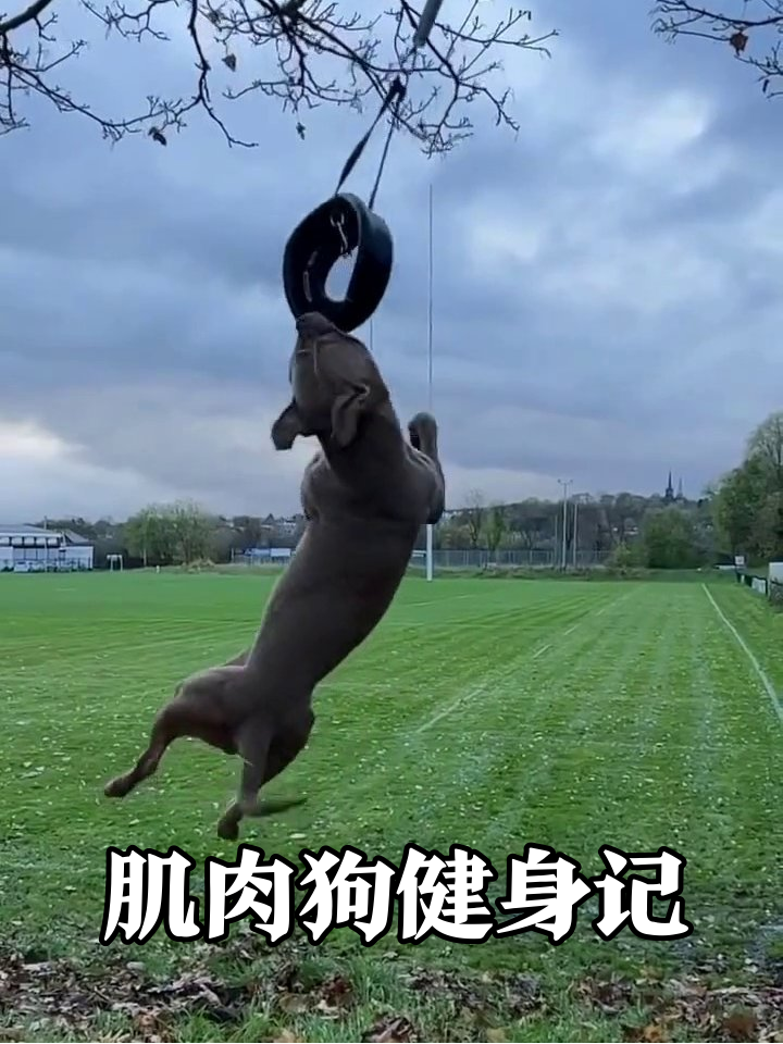 狗狗肌肉太发达，网友：这是背着主人报了私教课吧！