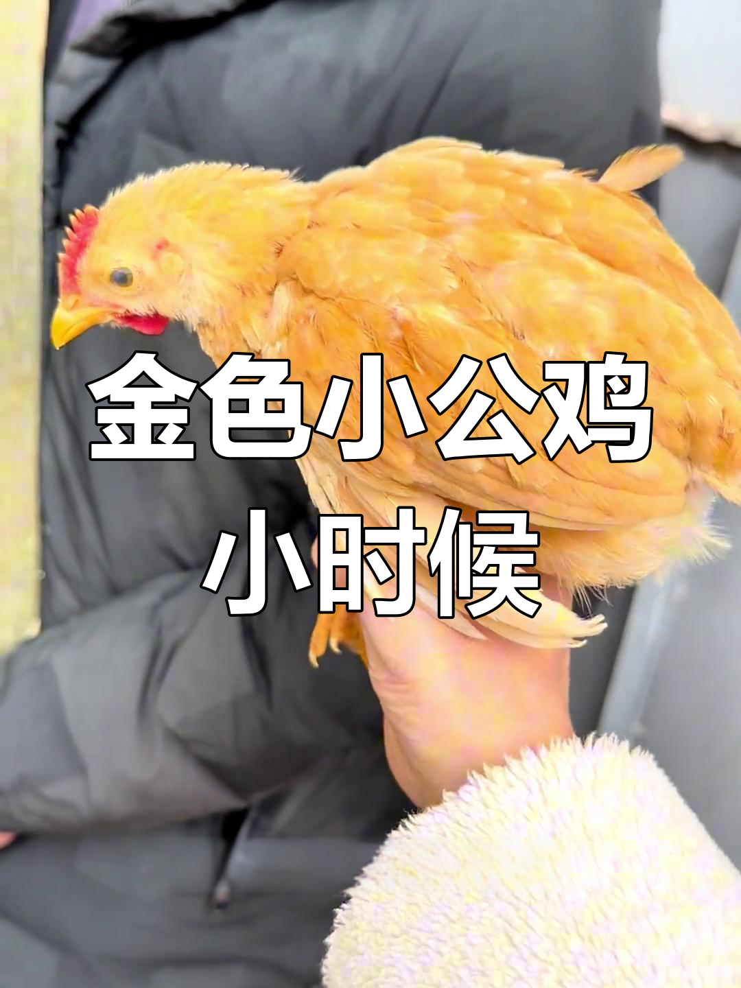 纯种湘黄土鸡,金色小公鸡的成长变化