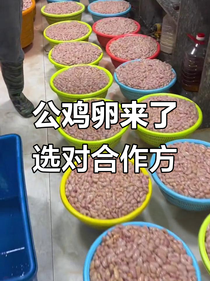 公鸡卵来了，选对合作方