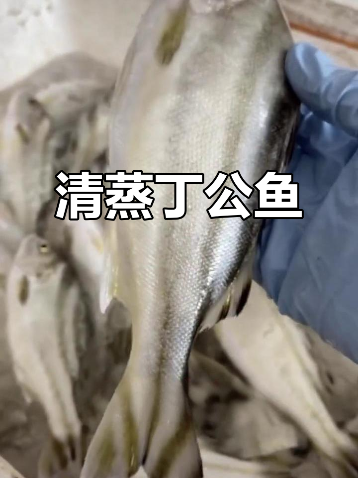 丁公鱼:北方不常见,清蒸打汤最美味