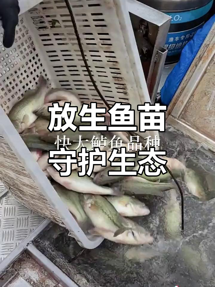 佛山高明、东莞清溪鱼苗场放生,广州花都鲈鱼苗助力生态保护