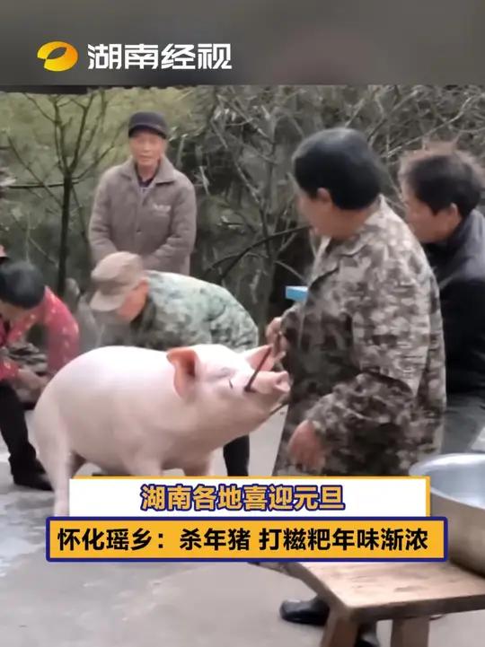 湖南各地喜迎元旦,怀化瑶乡:杀年猪 打糍粑年味渐浓