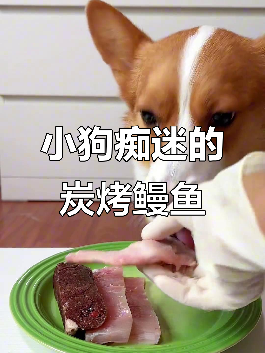 炭烤鳗鱼头酥脆掉渣,小狗吃得停不下来