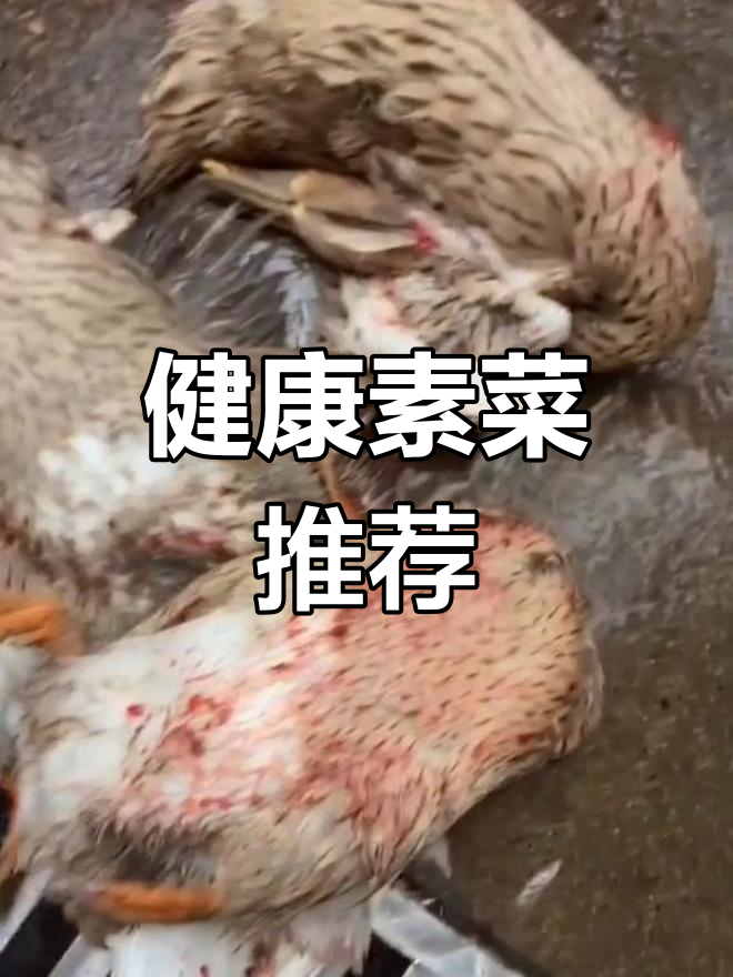 佛家素食精选40道