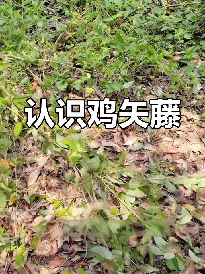 鸡矢藤:农村的“臭屁”药材,竟然有这么多作用