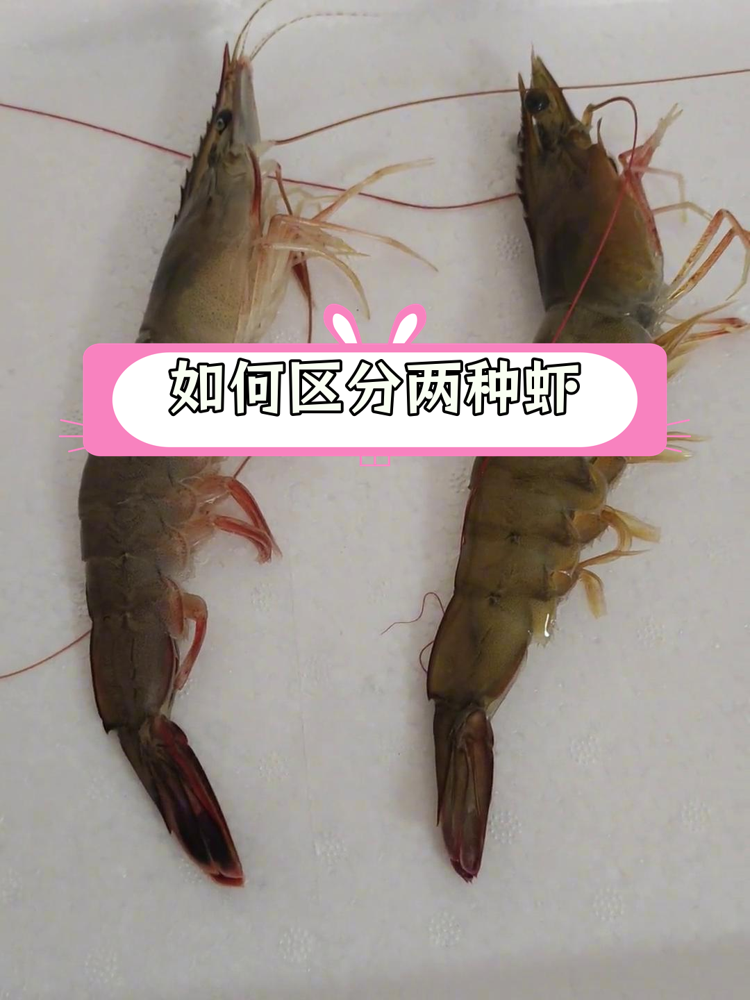东方虾与南美白对虾的区别解析