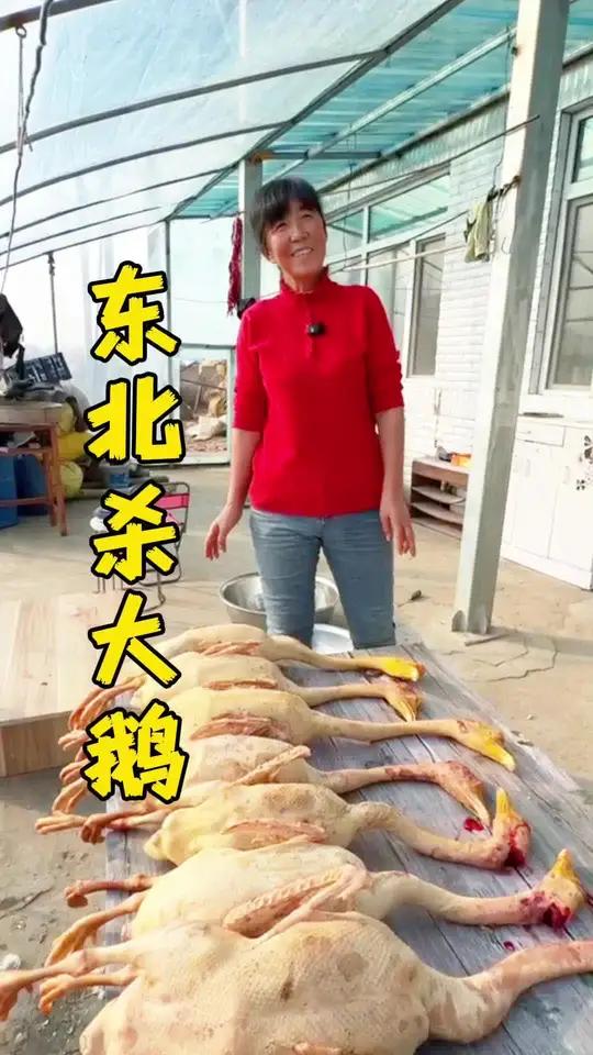 东北天冷了，街坊邻居帮忙一起宰大鹅，这散养溜达鹅市面上太少见啦