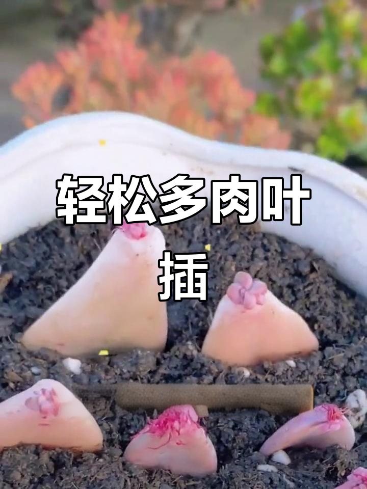 多肉叶片扦插技巧，掌握这两步快速生根发芽