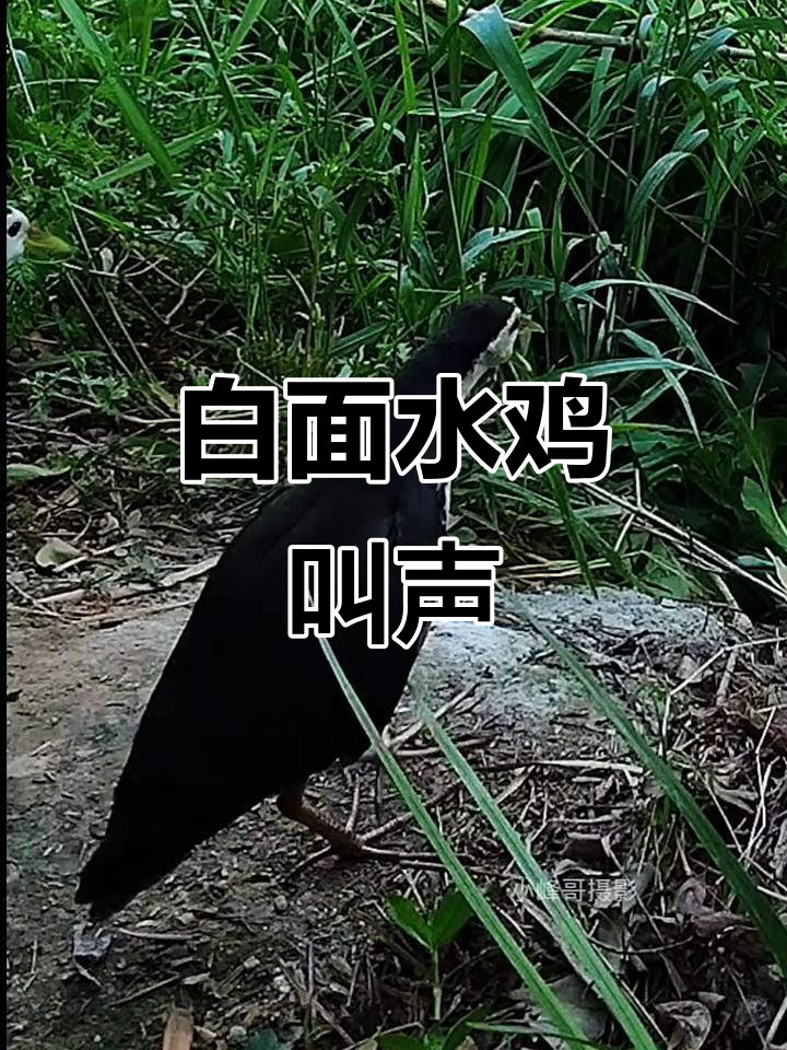 春天白面水鸡鸣叫,声音清脆可爱