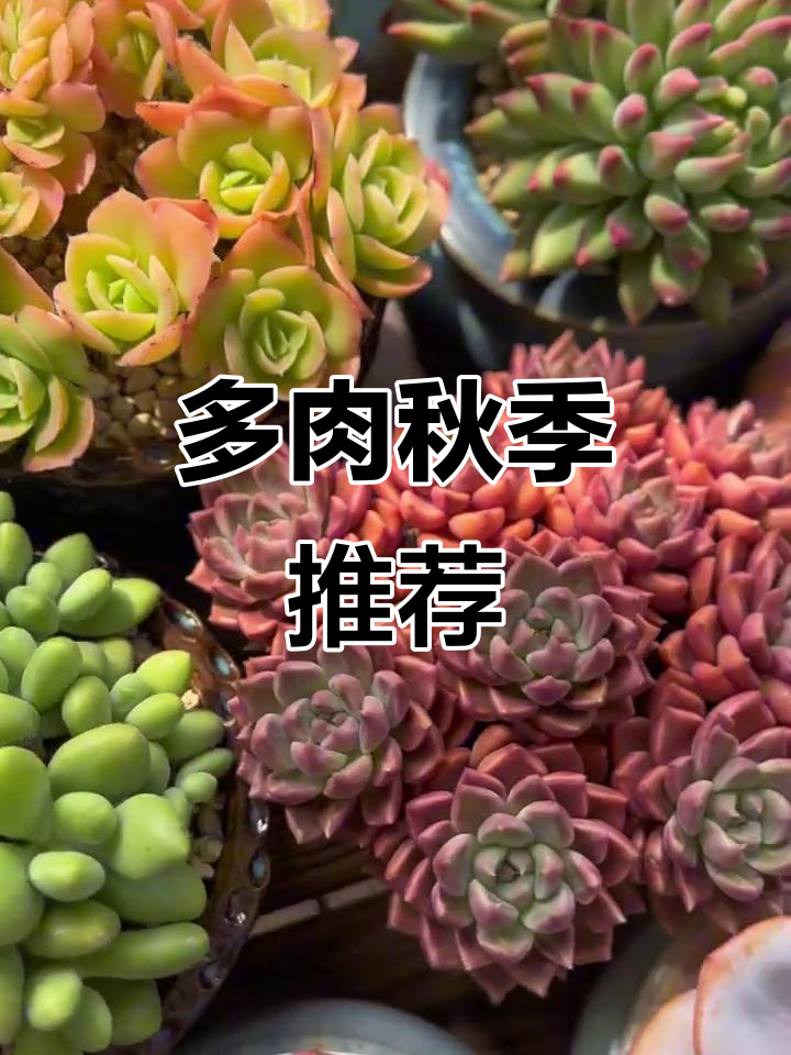 秋天来了，多肉推荐来啦！好看又好养的品种大集合