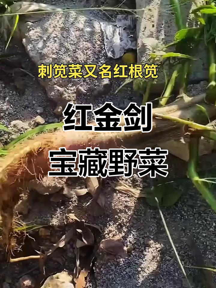 河边带刺植物竟是宝贝,红金剑根块炖汤超滋补