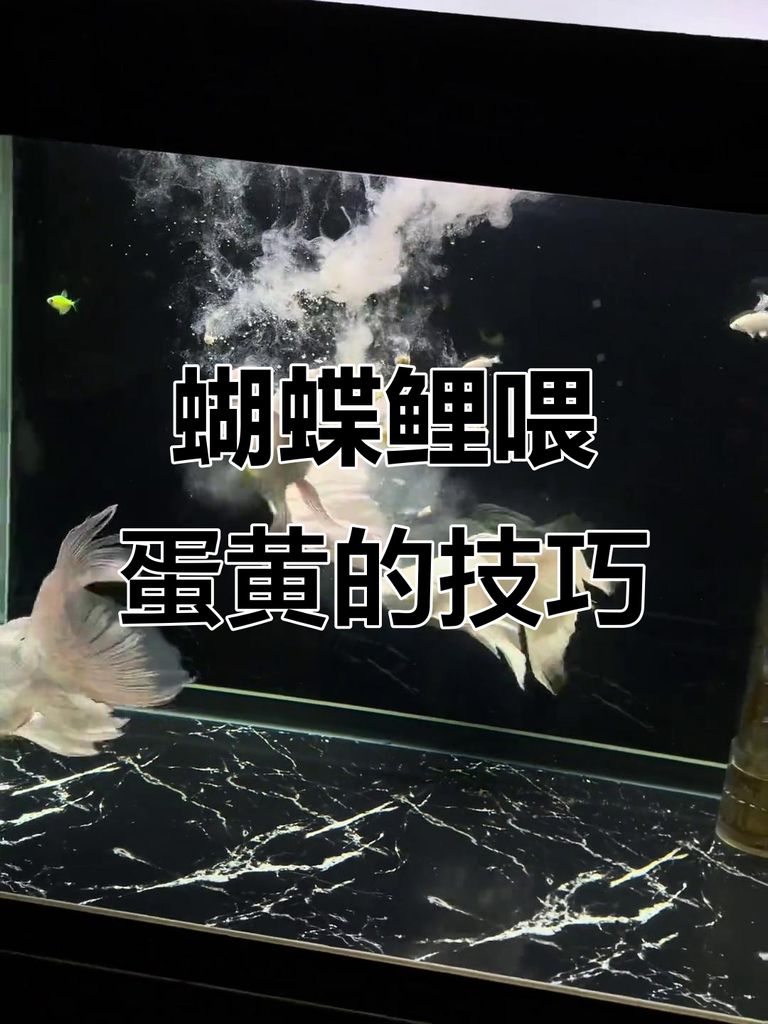 蝴蝶鲤喂蛋黄,注意别捏碎!