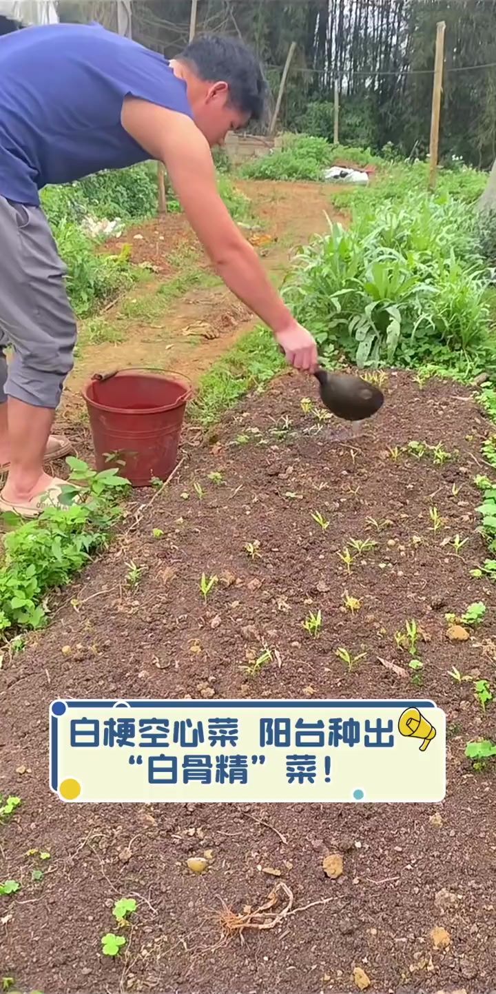 白梗空心菜,阳台种出“白骨精”菜!