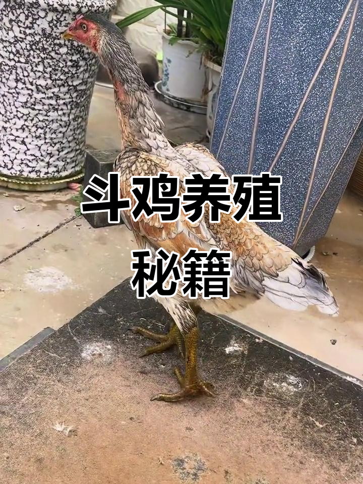 斗鸡养殖技巧：铁线灰与火烧毛的完美搭配
