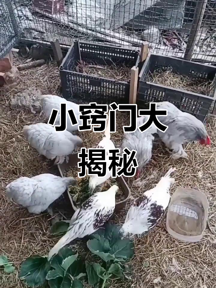 骨粉、鱼肝油等使用频率,未来还有更多实用技巧分享