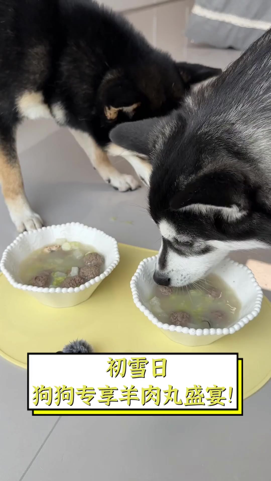 初雪日,狗狗专享羊肉丸盛宴!