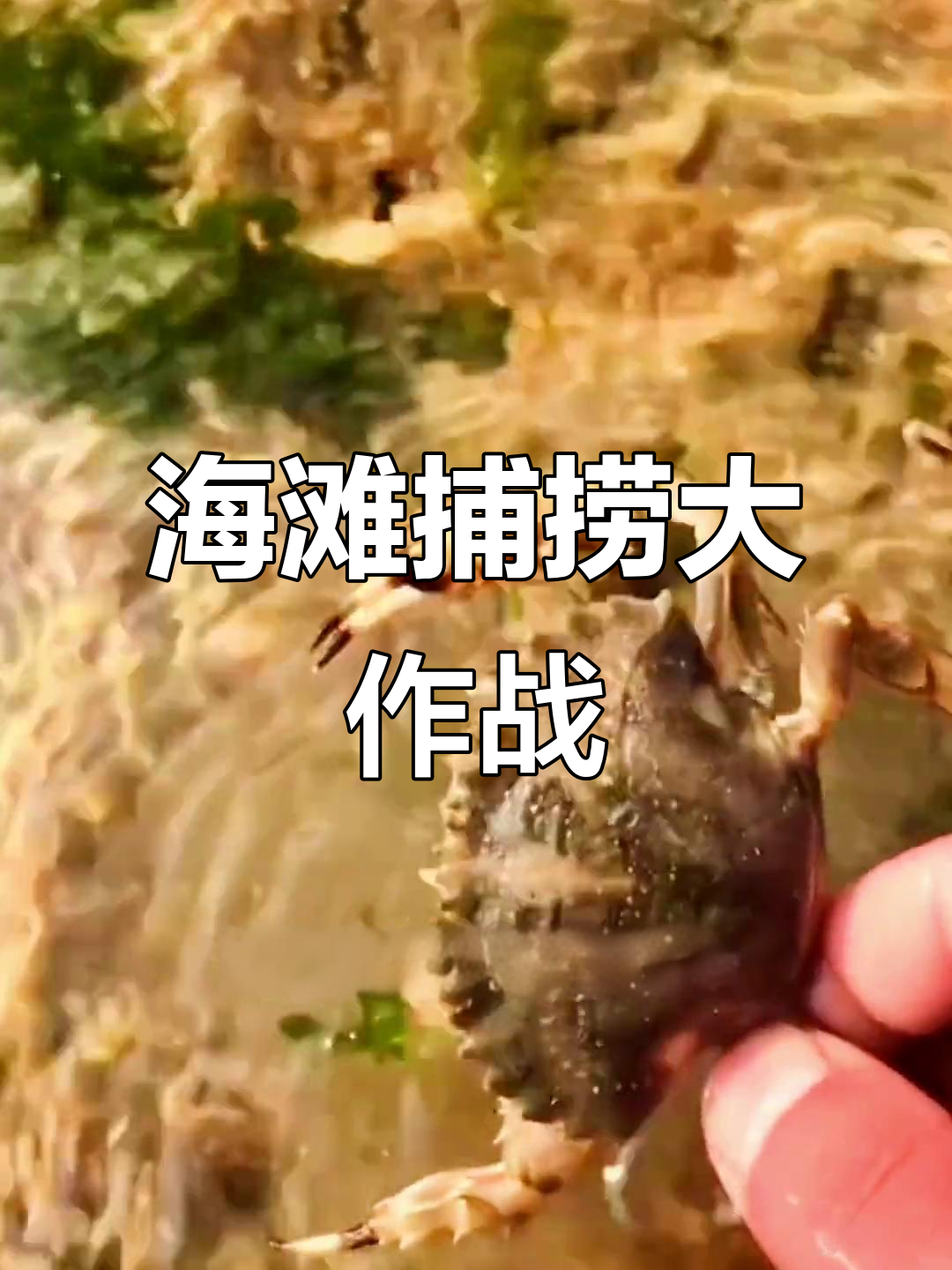 赶海抓海鲜,八爪鱼和花盖蟹来袭!