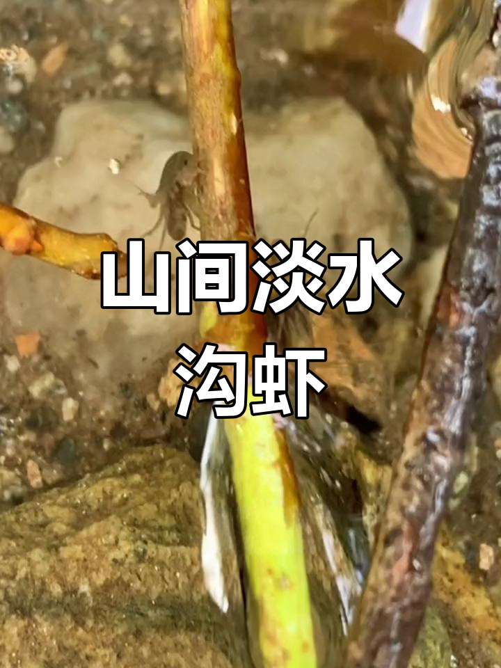 清澈小溪中的神秘生物:端足目钩虾