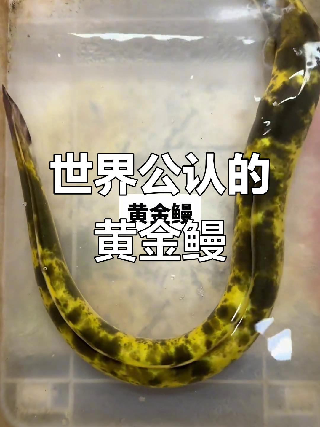 黄金鳗鱼:水中珍品,价格堪比奢侈品