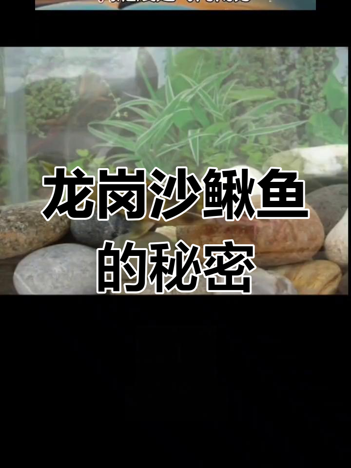 湖北阳新龙港特产沙鳅鱼:营养丰富,生长环境独特