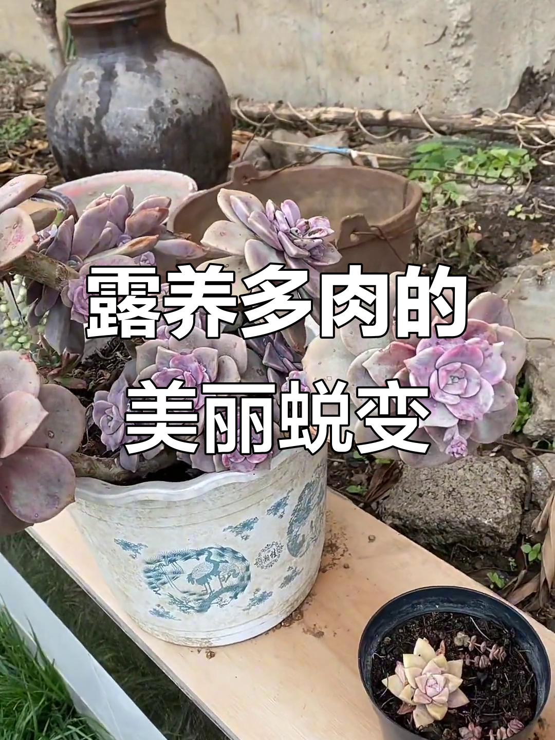 露养多肉也能如此美丽,紫乐、火狐狸等品种颜值爆表