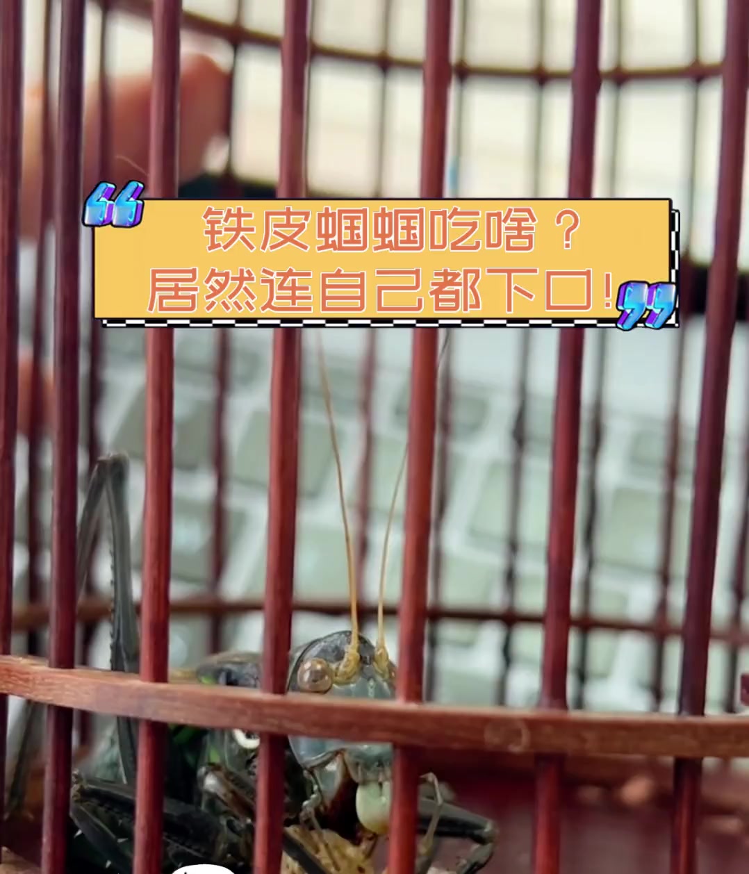 铁皮蝈蝈吃啥?居然连自己都下口!